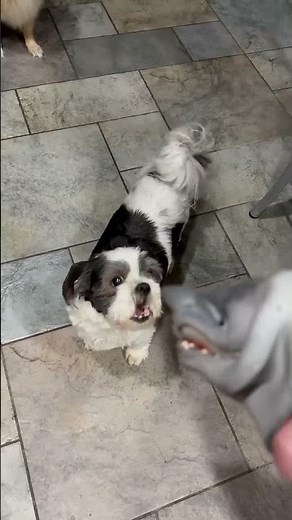 SHARK PUPPET GETS INTO HEATED ARGUMENT