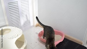 Cat using litter box at home,maintaining cleanliness,odor-free environment,proper feline hygiene,pet waste management,litter training,indoor cat habits,keeping home fresh and clean with a well-trained