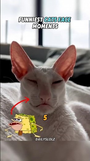 Top 10 Funniest "Cat Faces" Ever! 😹😂 | Daily5lolz