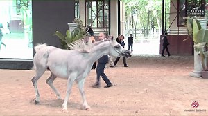 9.4K views · 1K reactions | European ️Championship 2023 Mares 4-6 Years Old - Section A (Class 7A) Moving on to our mares, let's celebrate the victory of "ECHO ANASTAZJA" ( PSYCHE KERET x ECHO AURORA )a fantastic mare owned by SK Chrcynno-Palac. We look forward to seeing "ECHO ANASTAZJA" back for the championships, and we wish them continued success. Congratulations once again! | Arabian Essence di Elvis Giughera | Facebook