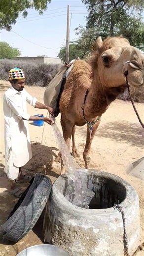 Tube mouth is open and see the pressure of water🫣🙌 #camel #villagelife #vlog #viral