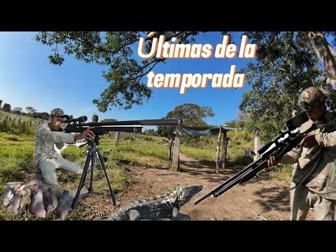 Pigeon Hunting and Cooking || Excellent Hunt ||