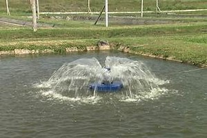 Especialista explica quando se deve usar o aerador para oxigenar o tanque de peixes