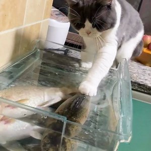 42K views · 815 reactions | Cats React to Funny Fish - Funny Cat and Fish Reaction Compilation | Kids Love Food | Facebook