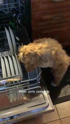 #cockapoo