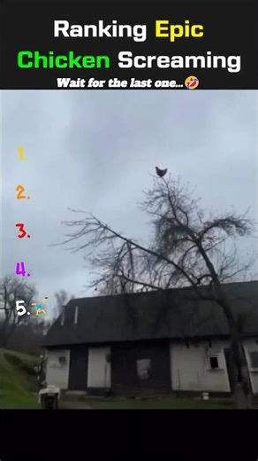 Ranking Epic Chicken Screaming #shorts