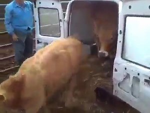 Who needs a cattle trailer these days!! | Thatsfarming.com