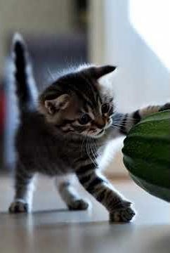 Tiny Kitten Sees GIANT Cucumber – Funniest Scream Ever!