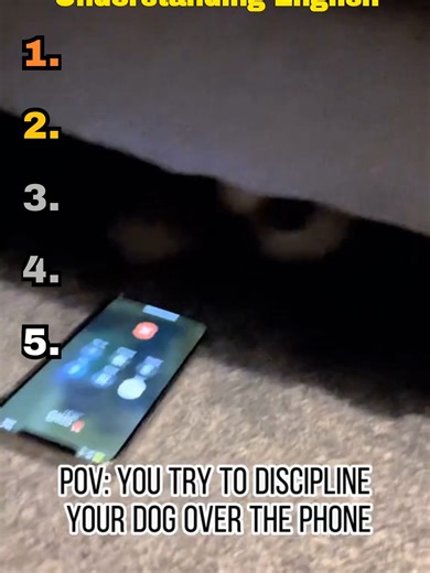 Top 5 Dogs Who Understand English