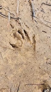 What kind of animal makes this track?? | Alpha Finds