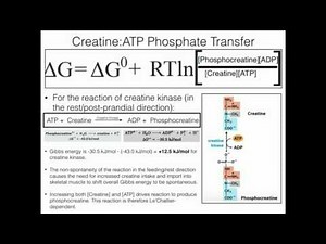 Creatine Function (1/2): Biosynthesis, Thermodynamic Concerns, and Exercise
