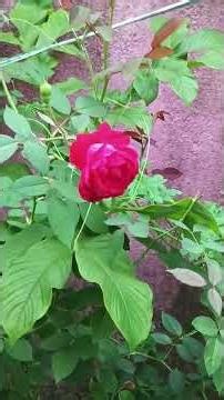 #gardentour#mygardentour#flowerharvesting#trending#winterflower#succulent#trending#shorts