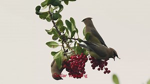 21 reactions | 11/24/2025 . Cedar Waxwing . Mỗi năm cứ vào khoảng cuối tháng 11 , gần ngày Lễ Thanksgiving , khi những trái Berries chín đỏ , chim Cedar Waxwing lại về đây ăn những quả chín đó . | Henry Hoang | Facebook