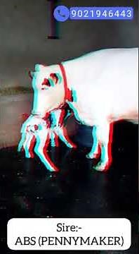 Top Breed cow for sale #Shorts