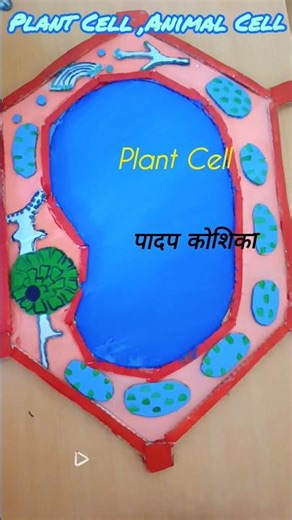 #PlantCell 🌱#AnimalCell #ScienceProject #Handmade#SchoolProject #Biology #DIYModel #StudentActivity