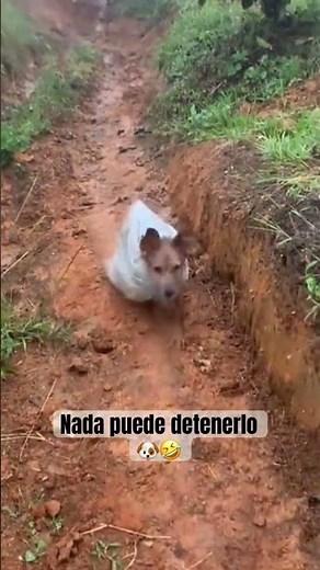 When you refuse to let a bad day get you down 🐶🤣 #viralvideo #dog #funny #dogs