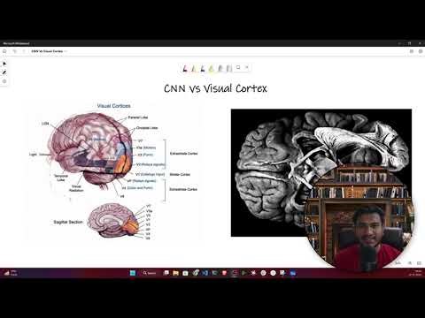 CNN Vs Visual Cortex | Convolutional Neural Network History | The Famous Cat Experiment