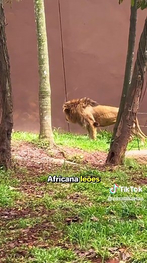 Conheça o Zoológico de São Paulo em um Dia Incrível