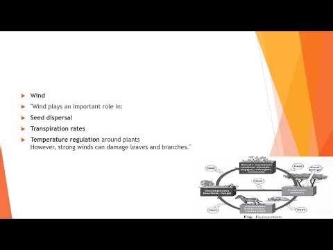 Abiotic Components & Their Relationship with Autotrophs (Part 2) | Ecosystem Explained | Ecology