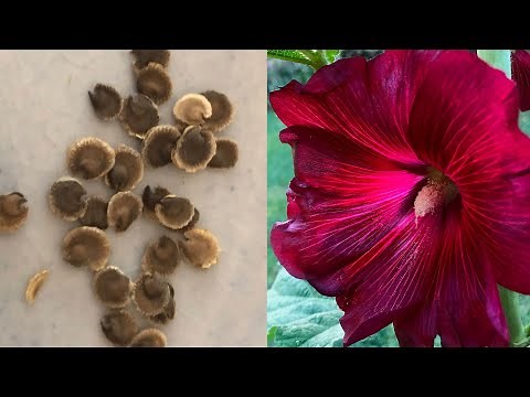 How To Collect and Save Hollyhock Seeds - How to Prune Hollyhocks