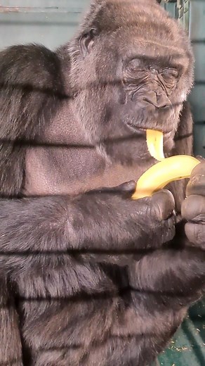 120K views · 2.7K reactions | Good banana peeling technique! #gorilla #eating #banana #asmr | gorillareel | Facebook