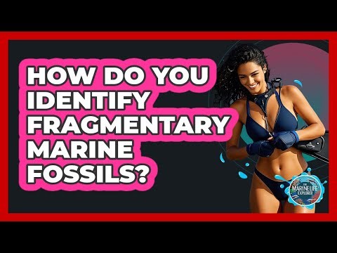 How Do You Identify Fragmentary Marine Fossils? - The Marine Life Explorer