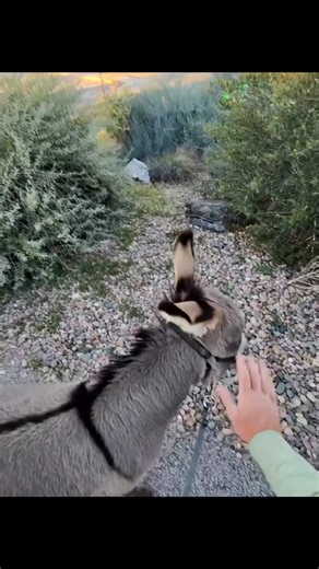 POV running with Donkey! #donkey #asmr #pov #exercise #Running | Thewalking Donkey | Facebook