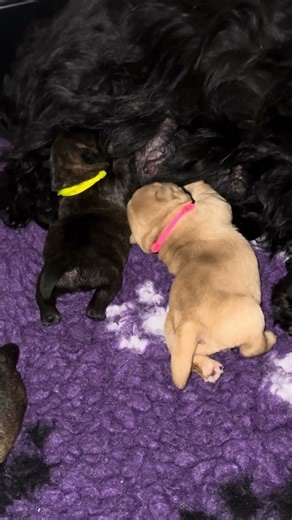 Astrid's babies at 6 days of age.