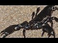 Watch a Scorpion Sting a Guy in Painful Slow Motion