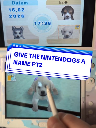 I had a poll in my Instagram story if I should give the nameless dogs a name or if you wanted to do it. Well you decided that YOU want to name them!! So here's the second video for that. There are technically only 2 rules: The dogs names can only be 7 characters maximum long and the comment with the most likes (including Instagram) wins! Please add which dog should have which name, for example: Husky = Max , Lab = Bonnie I don't know the genders of the dogs, so please keep that in mind. Maybe ev