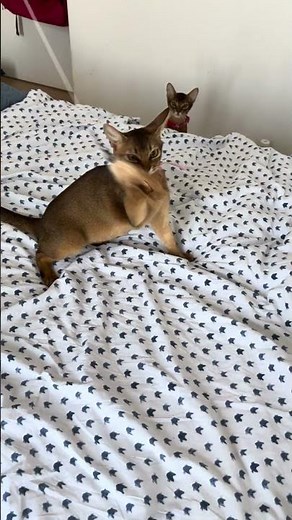 Charlie Ruddy Abyssinian Female Kitten Available Now | Purebred Kitties