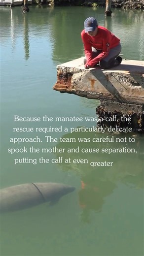 DONATE: dolphins.org Dolphin Research Center (DRC) successfully rescued a young manatee calf in Marathon, Florida, following a complex, multi-hour operation that required extraordinary care to protect both the calf and its mother. The rescue team was alerted to a manatee calf that had a fan belt tightly wrapped around its body. While the calf was still mobile, the belt posed a serious and growing threat. As the animal continued to grow, the constricting material would have caused severe injuries