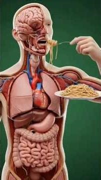 What Happens to Your Body When You Eat Spaghetti | 3D Medical Animation Explained#shorts#shortsfeed