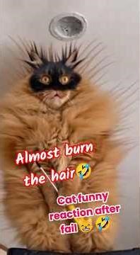 Cat best funny reaction after shocked⚡😹🤣 #shorts #shortvideo #funny