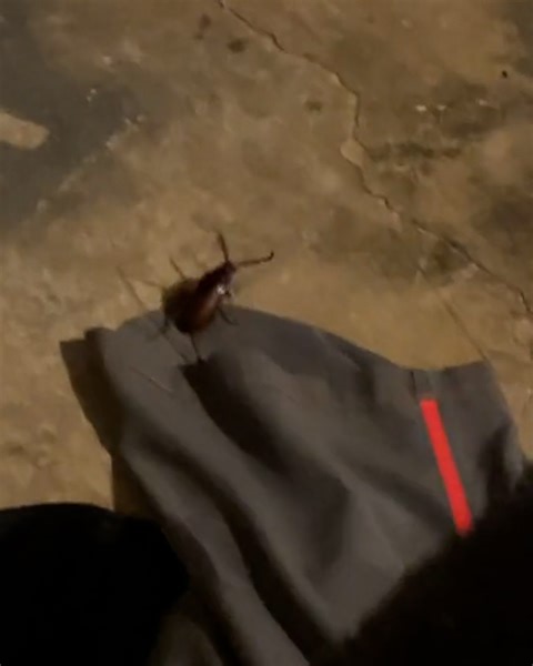 That is one feisty bug 🪳💢 | LADbible Australia