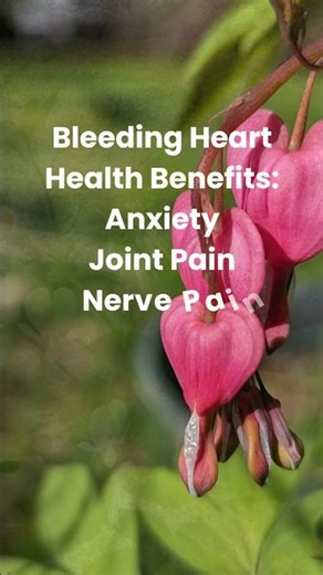 Bleeding Heart! Herbs for your Health!