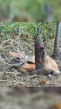After falling into the hunter's trap, a fox was found with wire wrapped around her back leg.