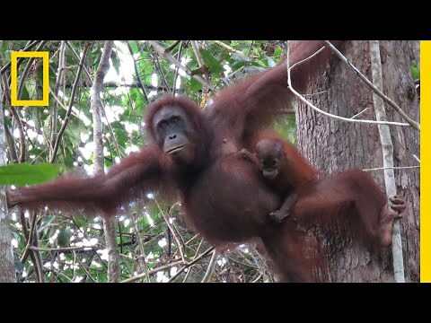 Nearly 150,000 Orangutans Lost to Logging, Palm Oil, and Human Conflict | National Geographic