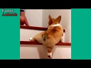 Funny Dogs Vs Stairs - Funny Dog Videos 2017
