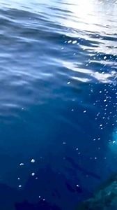 Amazing Whale🐋 So Beautiful .#AmaZing #amazingvideo #fish #beautiful #whale #whaleshark #ocean #sea #boat #whalewatching | The World