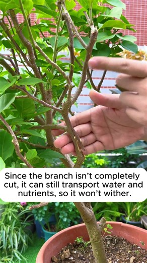 Propagating plants from cuttings #gardeningistherapy #gardeninggoals #homegardening #gardeninspiration #lovegardening | Garden Tips