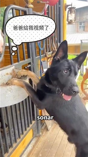 Smart dog runs the store when the owner is away