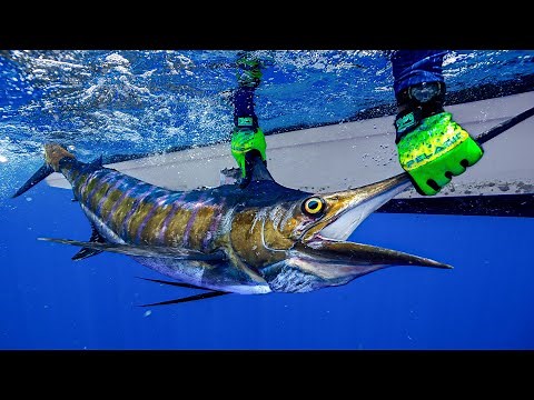 The $100,000 Fish…. DEEP SEA Marlin Fishing in Belize