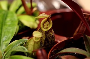 Pitcher Plant Fertilizer - What Can I feed to Small Nepenthes(Guide)