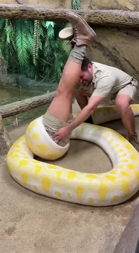 Ева 🧴 Уход за кожей лица и тела on Instagram: "Watch this incredible and funny zoo scene! A huge, ultra-realistic python seems to have decided to make lunch for itself, and its victim is none other than one of the zookeepers. In this short but thrilling video, you'll see a python playfully 'swallow' an employee who's dangling upside down, comically kicking his legs. Another zookeeper, demonstrating incredible strength and a sense of humor, tries to pull his colleague out, like in a good old com