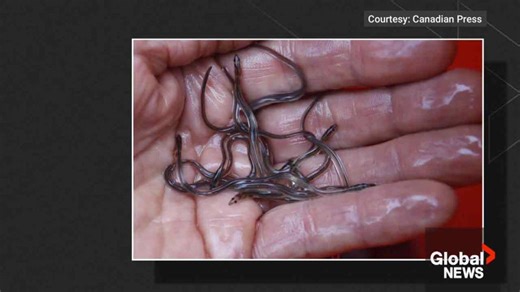 Elver fishing season halted in Nova Scotia, New Brunswick