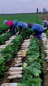 10K reactions · 1.6K shares | Radish vegetable harvesting Fields | Zortrax Agriculture Corporation | Facebook