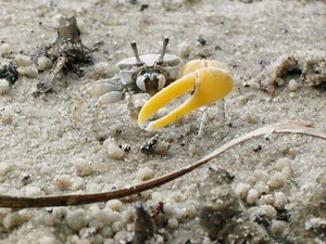 Fiddler Crab Wallpapers