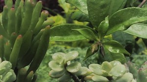 Free Nature Videos: 4K & HD | No Watermark | Download Now