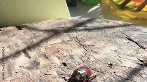 A large brown may bug is released into the wild, bright Sunny morning. May-bug beetle Chafer (Cockchafer, Melolontha Vulgaris).